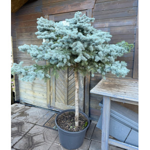 Eglė dygioji 'GLAUCA GLOBOSA' Pa