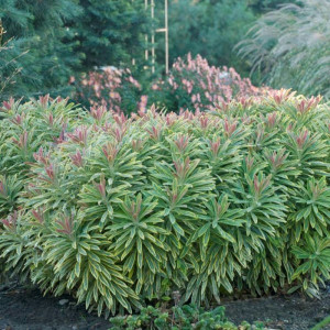 Karpažolė 'Ascot Rainbow'