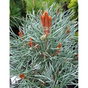 Pušis paprastoji 'Chantry Blue'