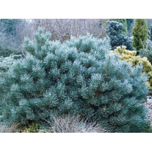 Pušis paprastoji 'Chantry Blue'