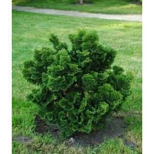 Puskiparisis bukasis 'Nana Gracilis'