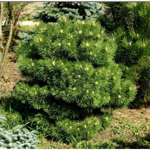 Pušis juodoji 'Hornibrookiana'