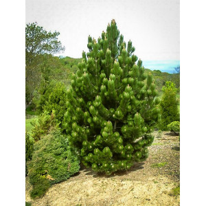 Pušis juodoji 'Oregon green'