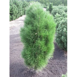 Pušis juodoji 'Green Tower'