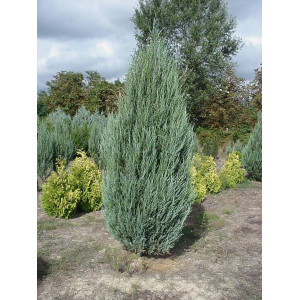 Kadagys uolinis 'Blue arrow'