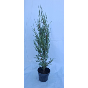 Kadagys uolinis 'Blue arrow'