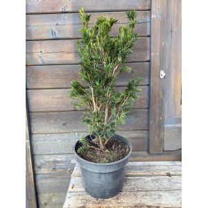 Kukmedis tarpinis 'Hillii'