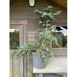Eglė dvispalvė