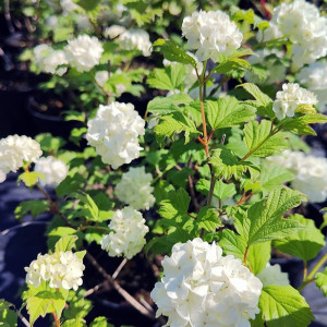 Paprastasis putinas ‘Roseum’