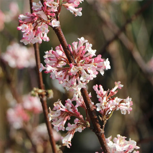 Putinas ‘Charles Lamont’