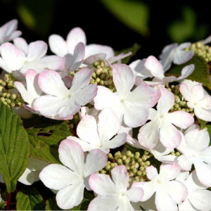 Raukšlėtasis putinas ‘Pink Beauty’