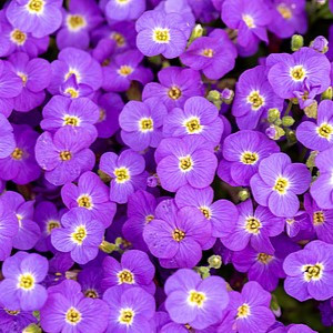 Aubretė ‘Rock on Blue’