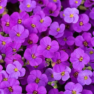 Aubretė ‘Rock on Purple’