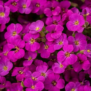 Aubretė ‘Rock on Pink’