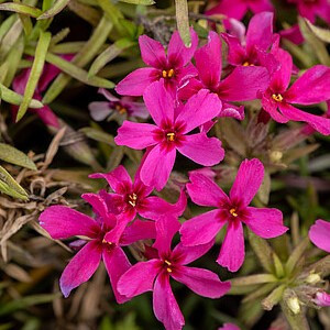 Ylalapis flioksas ‘Red Wings’