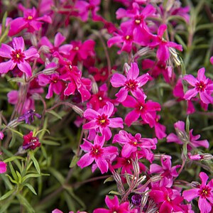 Ylalapis flioksas ‘Red Wings’