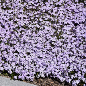 Ylalapis flioksas ‘Spring Lavender’