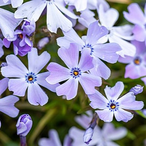 Ylalapis flioksas ‘Emerald Cushion Blue’