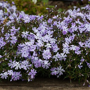 Ylalapis flioksas ‘Emerald Cushion Blue’