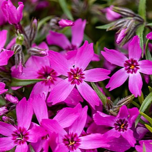 Ylalapis flioksas ‘Crimson Beauty’