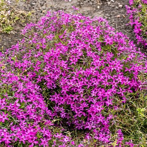 Ylalapis flioksas ‘Crimson Beauty’