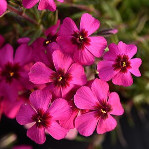 Ylalapis flioksas ‘Spring Scarlet’