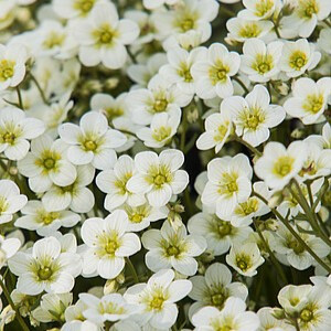 Arendso uolaskėlė ‘Alpino Early Lime’