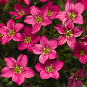 Arendso uolaskėlė ‘Alpino Early Rose’
