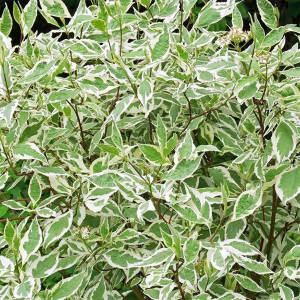 Baltoji sedula ‘Elegantissima’