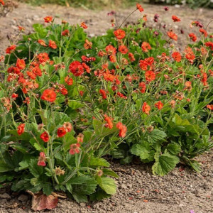 Žiognagė ‘Tempest Scarlet’