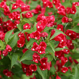 Veigėlė ‘Red Prince’