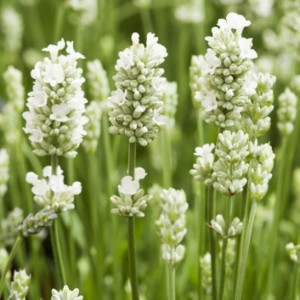Levanda tikroji 'Arctic Snow'