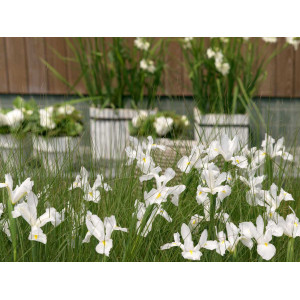 Vilkdalgis White Magic, 50  vnt vazone