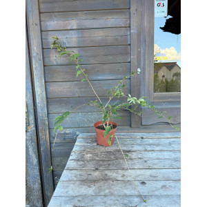 Forsitija 'KUMSON'