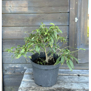 Forsitija 'Maree d’Or'