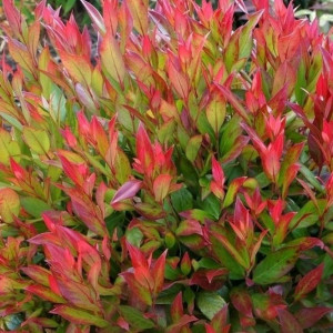 Leukotoja svyrančioji 'Little flames' PBR
