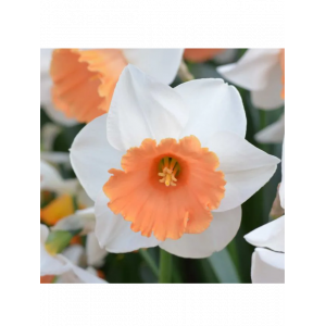 Narcizas 'CHROMA COLOR' (5 vnt.)