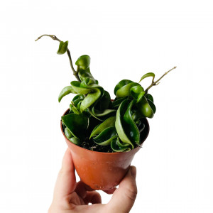 Vaškuolė Hoya carnosa compacta