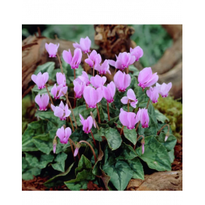 Ciklamenas Lot. Cyclamen hederifolium