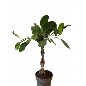 Fikusas Ficus benghalensis Audrey (pintas)