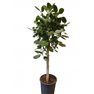 Fikusas Ficus benghalensis Audrey 130cm