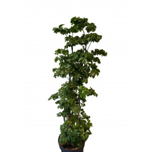 Polyscias Roble