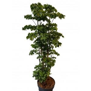 Polyscias Roble