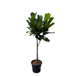 Lyralapis fikusas Ficus lyrata 210 cm