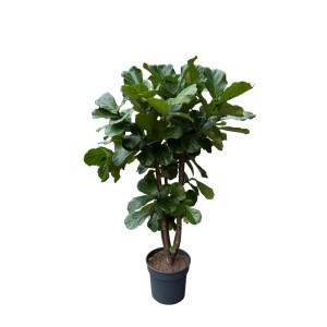 Lyralapis fikusas Ficus lyrata 180 cm