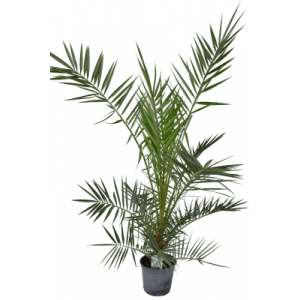 Finikinė palmė Phoenix Canariensis 25Ø, 180-200cm 