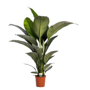 Spathiphyllum Sensation