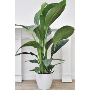 Spathiphyllum Sensation