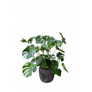 Monstera deliciosa