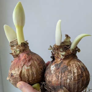 Amarilis 'Lemon star' (meilenis) 2026 ruduo